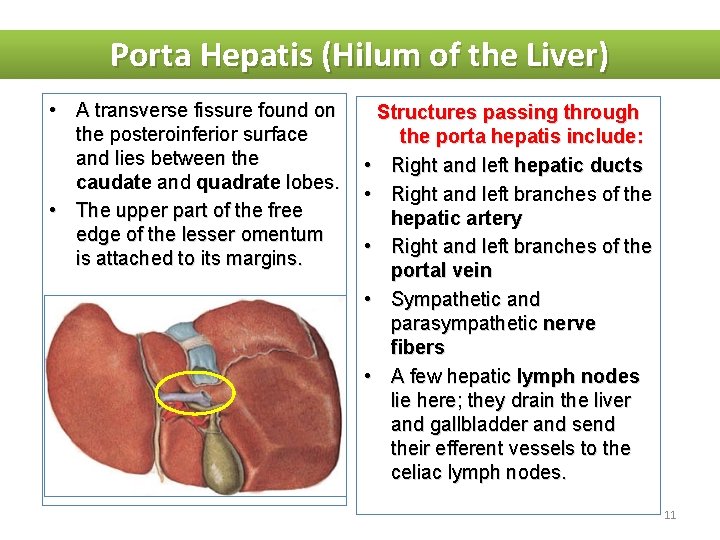 Porta Hepatis (Hilum of the Liver) • A transverse fissure found on the posteroinferior