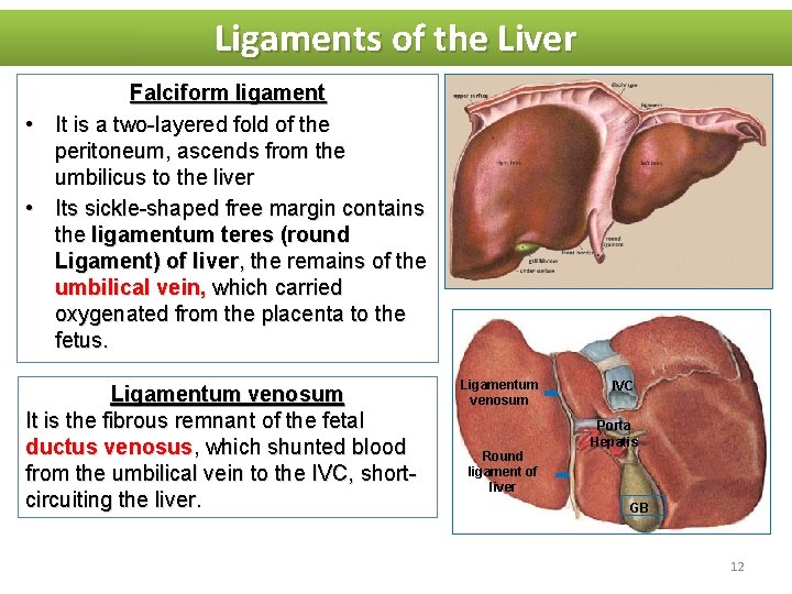 Ligaments of the Liver Falciform ligament • It is a two-layered fold of the