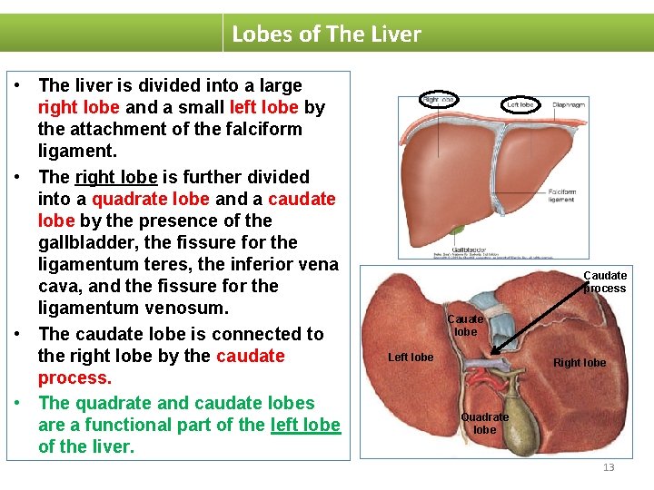 Lobes of The Liver • The liver is divided into a large right lobe