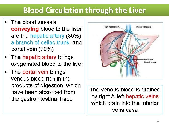 Blood Circulation through the Liver • The blood vessels conveying blood to the liver