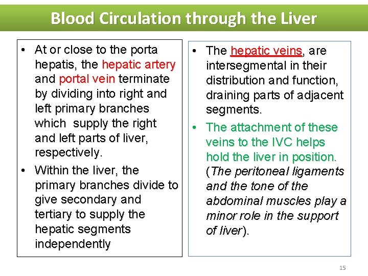 Blood Circulation through the Liver • At or close to the porta hepatis, the