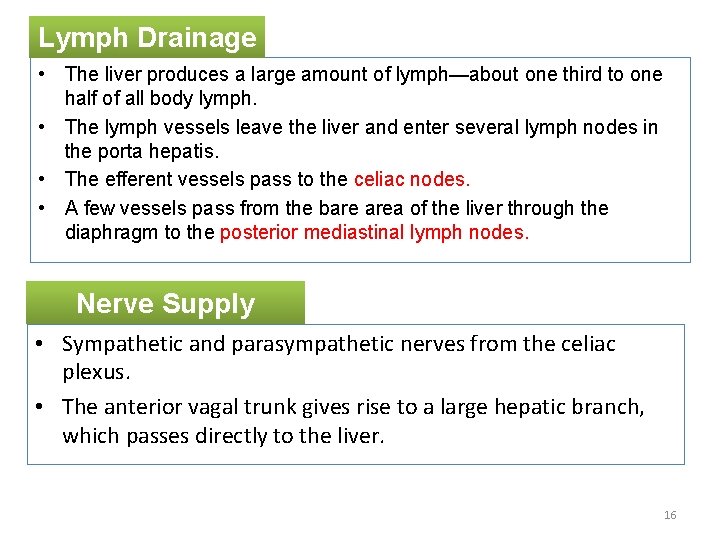 Lymph Drainage • The liver produces a large amount of lymph—about one third to