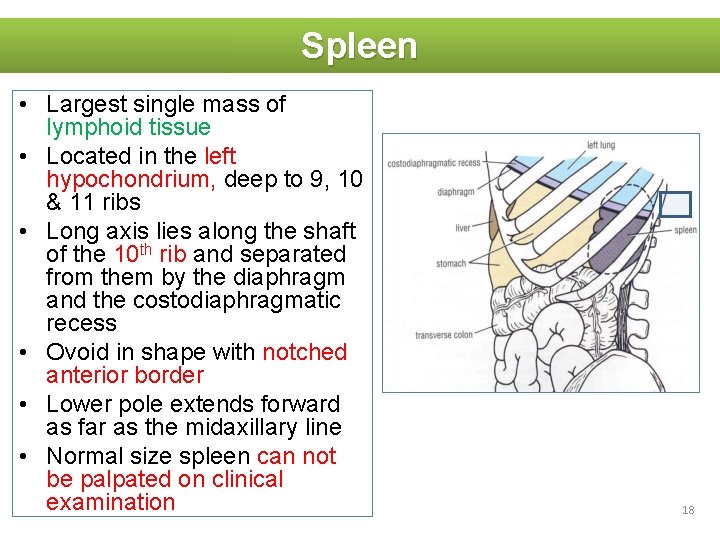 Spleen • Largest single mass of lymphoid tissue • Located in the left hypochondrium,