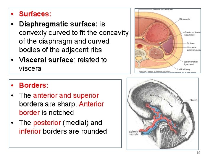  • Surfaces: • Diaphragmatic surface: is convexly curved to fit the concavity of