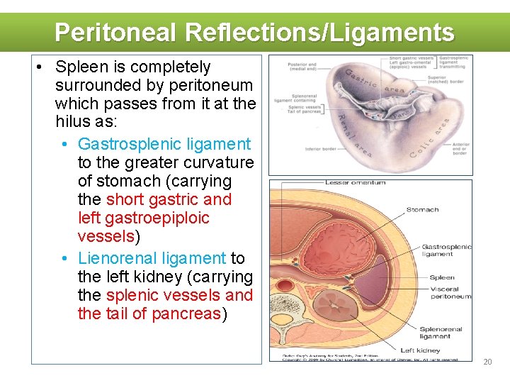 Peritoneal Reflections/Ligaments • Spleen is completely surrounded by peritoneum which passes from it at