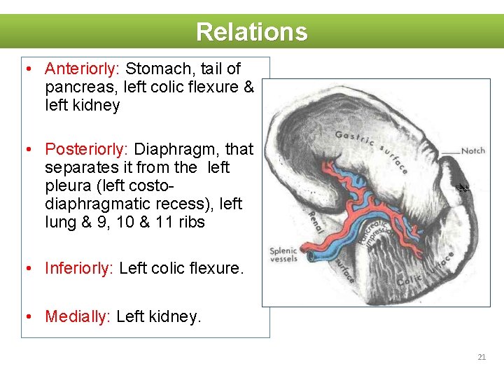 Relations • Anteriorly: Stomach, tail of pancreas, left colic flexure & left kidney •