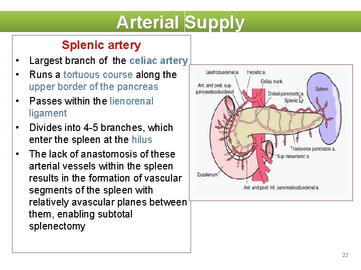 Arterial Supply Splenic artery • Largest branch of the celiac artery • Runs a