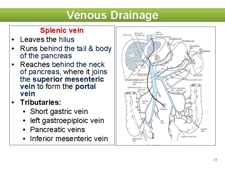 Venous Drainage • • Splenic vein Leaves the hilus Runs behind the tail &