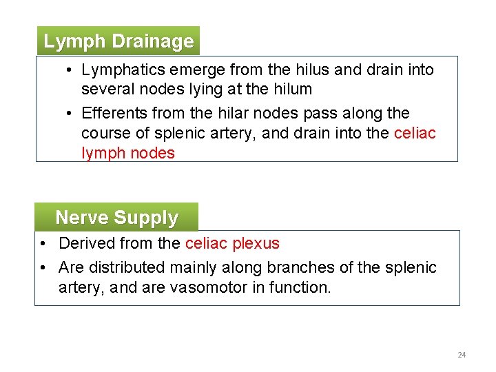 Lymph Drainage • Lymphatics emerge from the hilus and drain into several nodes lying