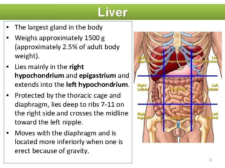 Liver • The largest gland in the body • Weighs approximately 1500 g (approximately