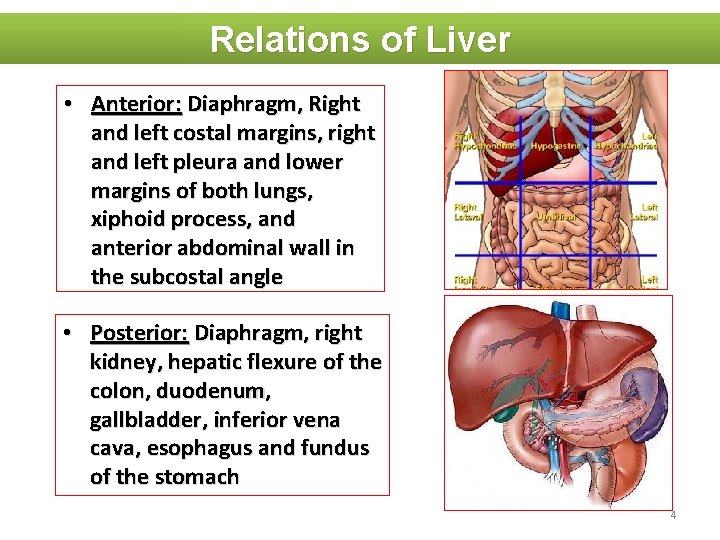 Relations of Liver • Anterior: Diaphragm, Right and left costal margins, right and left