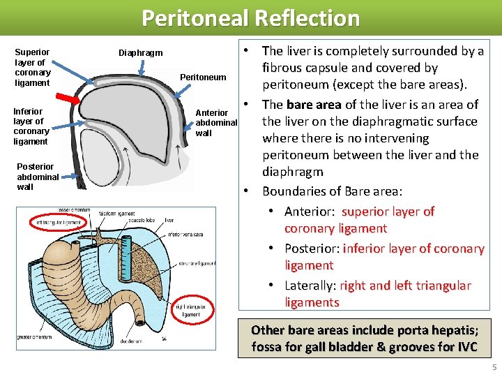 Peritoneal Reflection Superior layer of coronary ligament Inferior layer of coronary ligament Posterior abdominal