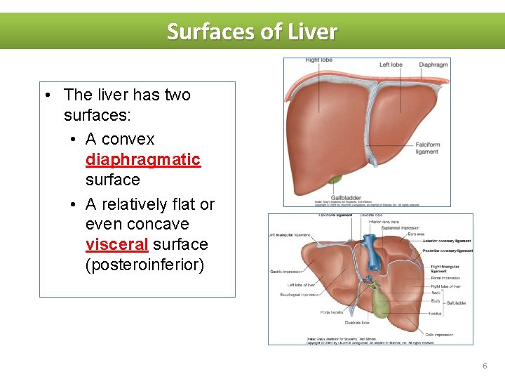 Surfaces of Liver • The liver has two surfaces: • A convex diaphragmatic surface