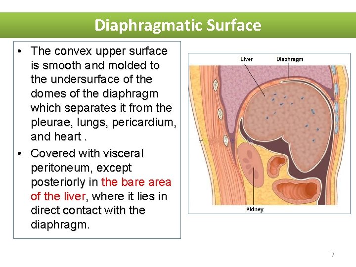 Diaphragmatic Surface • The convex upper surface is smooth and molded to the undersurface