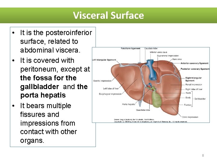 Visceral Surface • It is the posteroinferior surface, related to abdominal viscera. • It