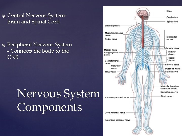  Central Nervous System. Brain and Spinal Cord Peripheral Nervous System - Connects the