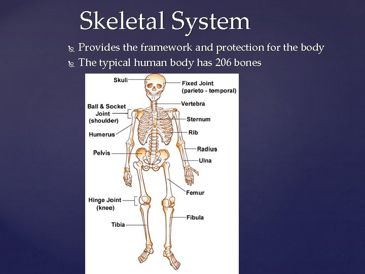 Skeletal System Provides the framework and protection for the body The typical human body