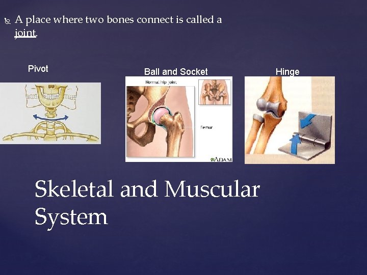  A place where two bones connect is called a joint. Pivot Ball and