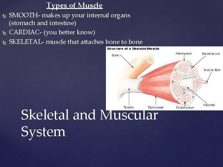 Types of Muscle SMOOTH- makes up your internal organs (stomach and intestine) CARDIAC- (you
