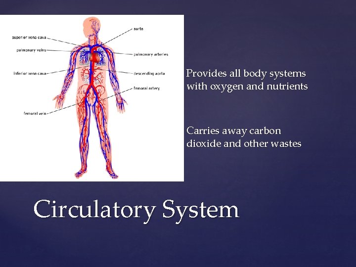  Provides all body systems with oxygen and nutrients Carries away carbon dioxide and