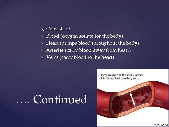  Consists of: Blood (oxygen source for the body) Heart (pumps blood throughout the