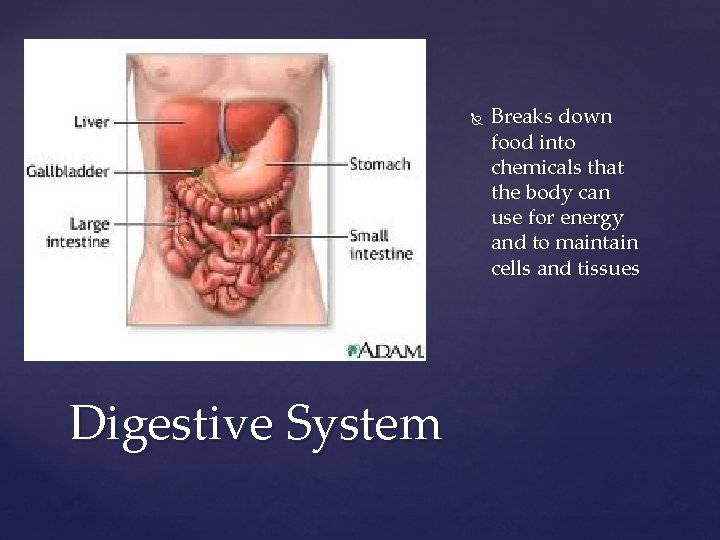  Digestive System Breaks down food into chemicals that the body can use for