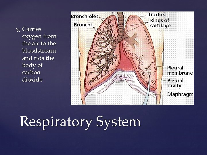  Carries oxygen from the air to the bloodstream and rids the body of