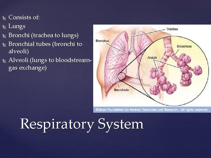  Consists of: Lungs Bronchi (trachea to lungs) Bronchial tubes (bronchi to alveoli) Alveoli