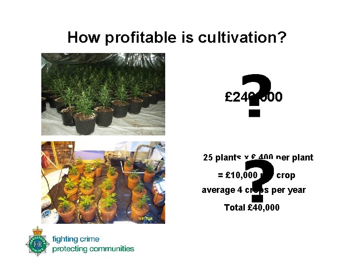 How profitable is cultivation? £ 240, 000 25 plants x £ 400 per plant