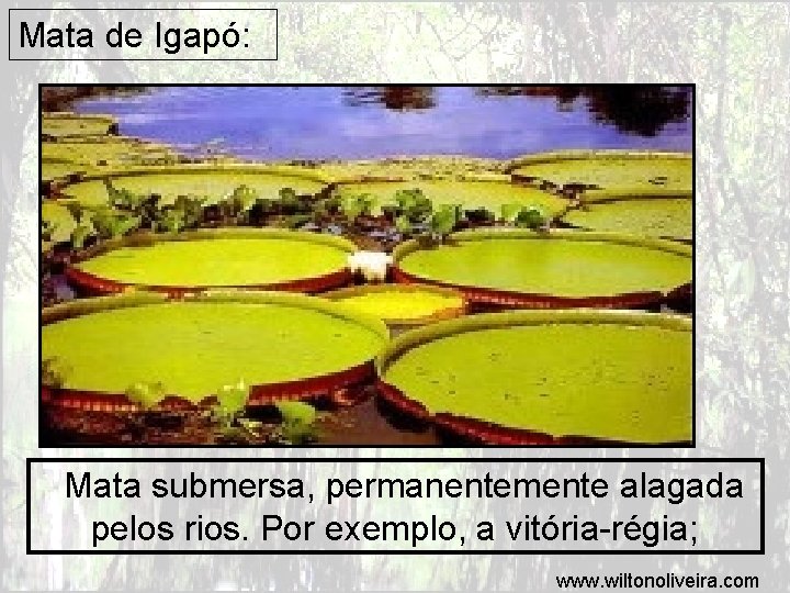 Mata de Igapó: Mata submersa, permanentemente alagada pelos rios. Por exemplo, a vitória-régia; www.