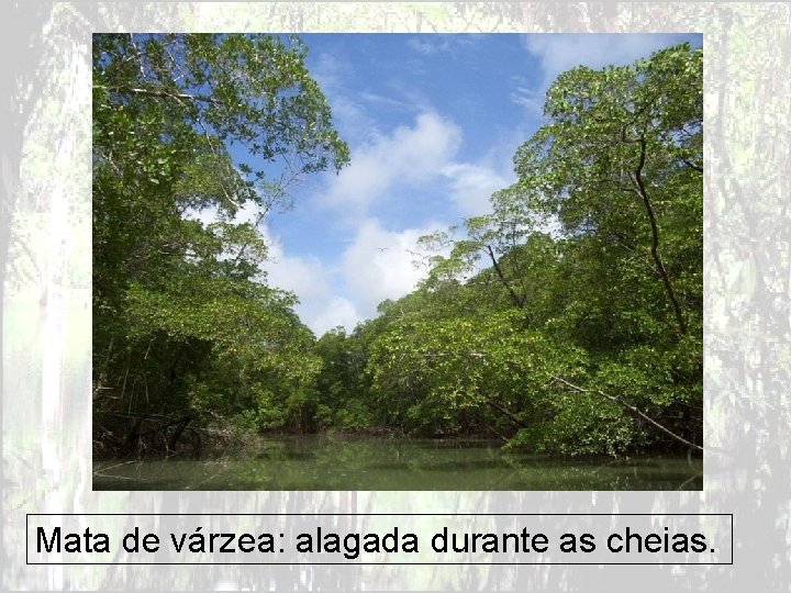 Mata de várzea: alagada durante as cheias. 