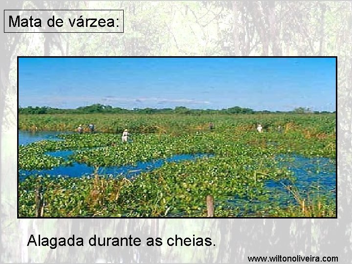 Mata de várzea: Alagada durante as cheias. www. wiltonoliveira. com 