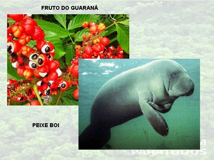 FRUTO DO GUARANÁ PEIXE BOI 