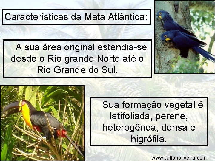 Características da Mata Atlântica: A sua área original estendia-se desde o Rio grande Norte