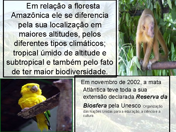 Em relação a floresta Amazônica ele se diferencia pela sua localização em maiores altitudes,