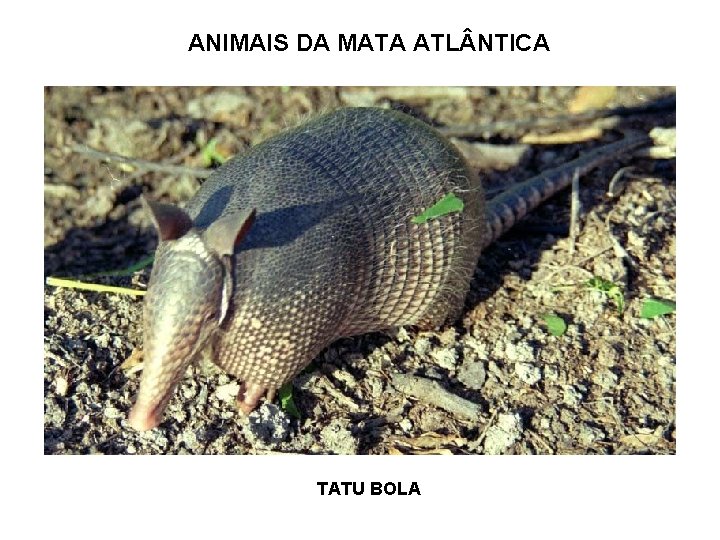 ANIMAIS DA MATA ATL NTICA TATU BOLA 
