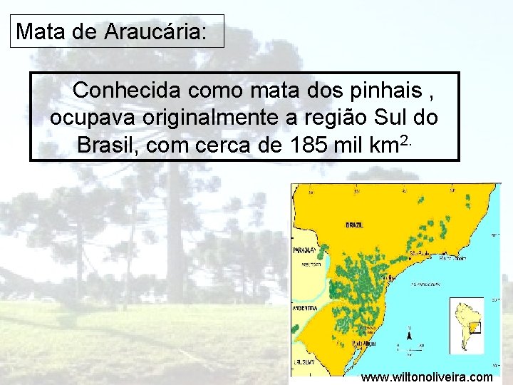 Mata de Araucária: Conhecida como mata dos pinhais , ocupava originalmente a região Sul