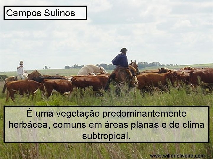 Campos Sulinos É uma vegetação predominantemente herbácea, comuns em áreas planas e de clima