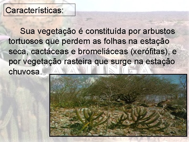 Características: Sua vegetação é constituída por arbustos tortuosos que perdem as folhas na estação