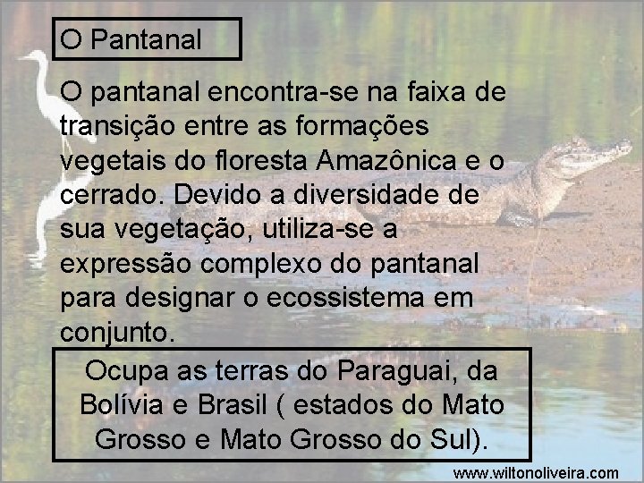 O Pantanal O pantanal encontra-se na faixa de transição entre as formações vegetais do