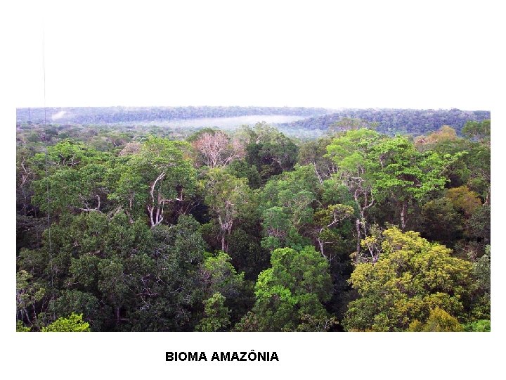 BIOMA AMAZÔNIA 