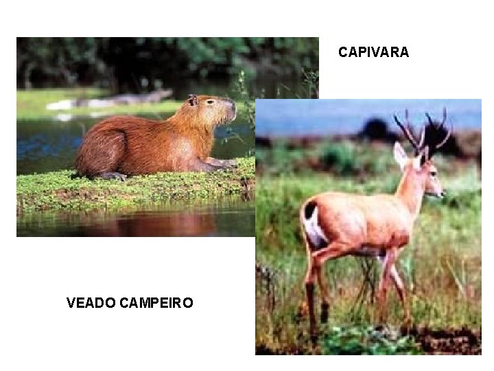 CAPIVARA VEADO CAMPEIRO 