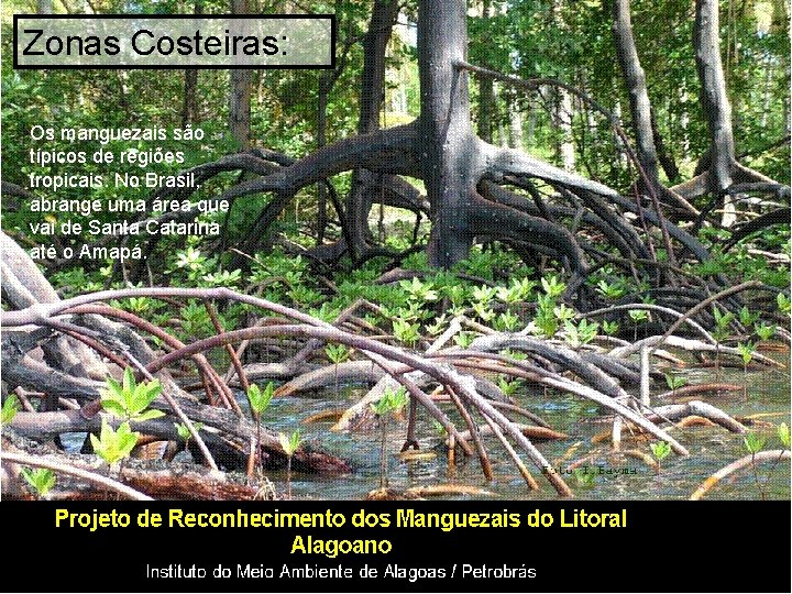 Zonas Costeiras: Os manguezais são típicos de regiões tropicais. No Brasil, abrange uma área