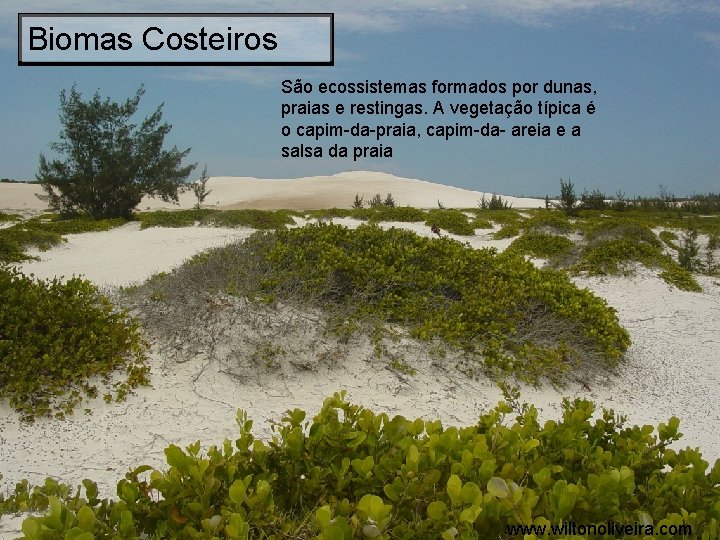 Biomas Costeiros São ecossistemas formados por dunas, praias e restingas. A vegetação típica é