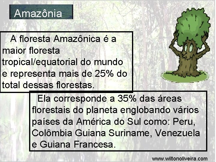 Amazônia A floresta Amazônica é a maior floresta tropical/equatorial do mundo e representa mais
