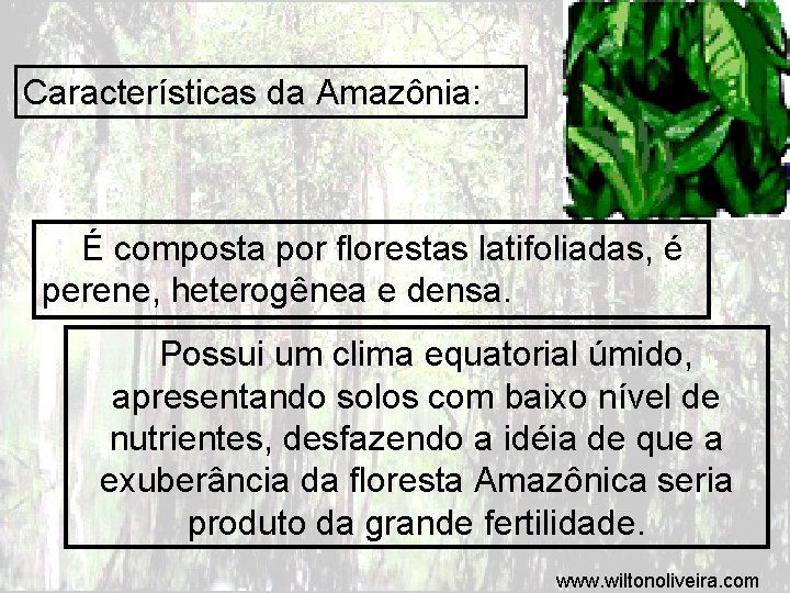 Características da Amazônia: É composta por florestas latifoliadas, é perene, heterogênea e densa. Possui