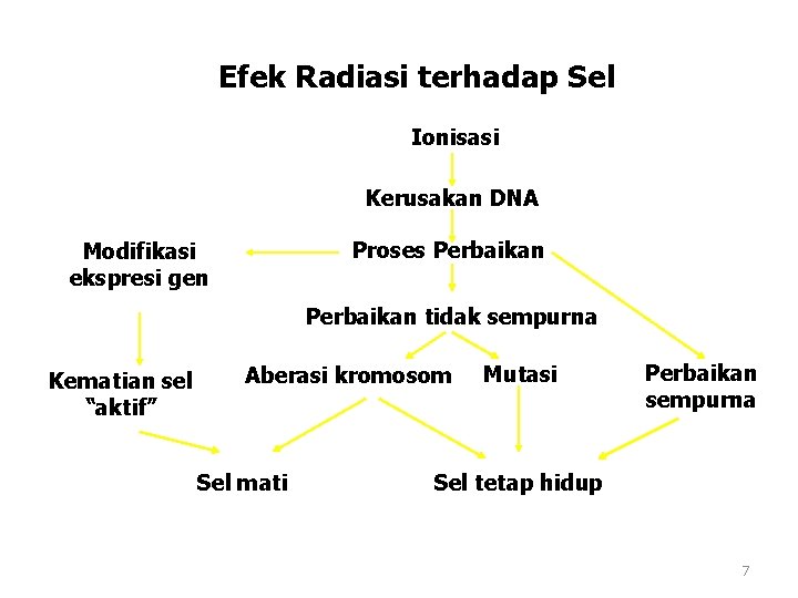 Efek Radiasi terhadap Sel Ionisasi Kerusakan DNA Proses Perbaikan Modifikasi ekspresi gen Perbaikan tidak