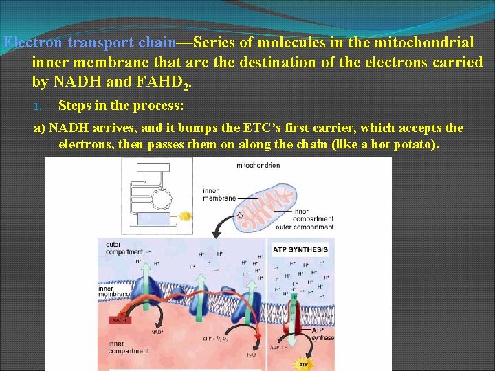 Electron transport chain—Series of molecules in the mitochondrial inner membrane that are the destination