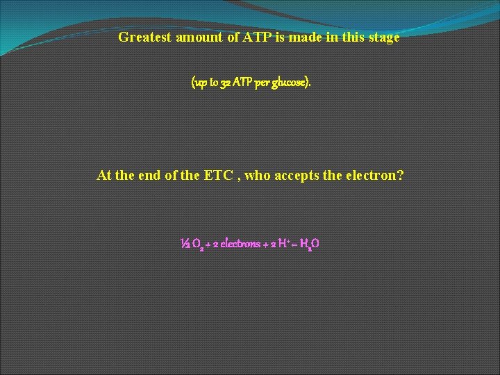 Greatest amount of ATP is made in this stage (up to 32 ATP per