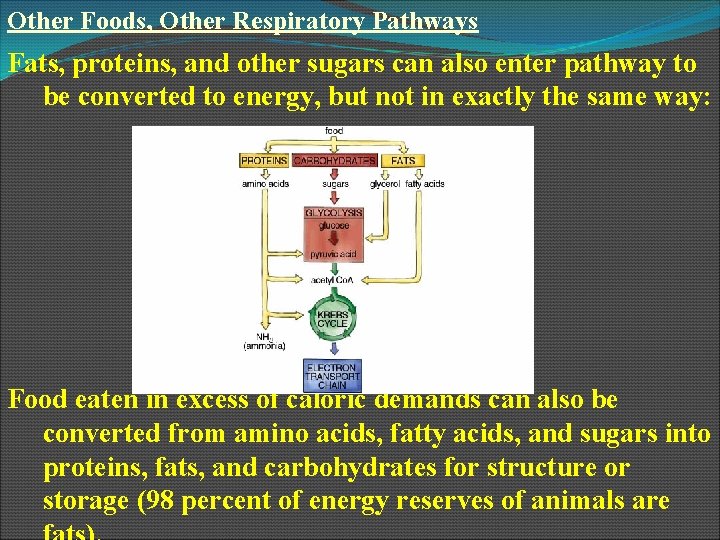 Other Foods, Other Respiratory Pathways Fats, proteins, and other sugars can also enter pathway